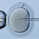 Mikropipet ile yumurta hücresine sperm enjeksiyonu, ICSI işlemi